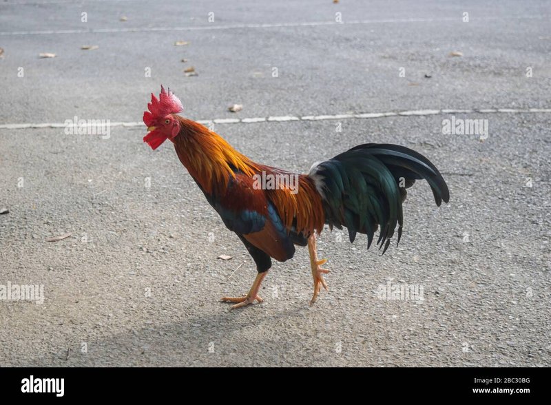 Chicken road spel, chicken road gokspel